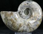 Polished Anapuzosia Ammonite Fossils - Iridescent #25205-1